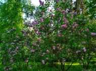 Сиреневый сад Фото 6 на сайте Sokolniki24.ru