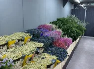 Цветочный рынок ЦветыОптом.РФ Фото 5 на сайте Sokolniki24.ru
