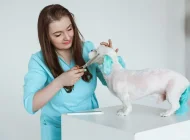 Зоосалон Welcome pets Фото 2 на сайте Sokolniki24.ru