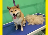 Зоосалон Welcome pets Фото 10 на сайте Sokolniki24.ru