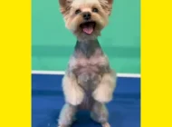 Зоосалон Welcome pets Фото 17 на сайте Sokolniki24.ru