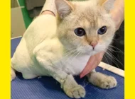 Зоосалон Welcome pets Фото 11 на сайте Sokolniki24.ru