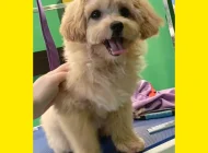 Зоосалон Welcome pets Фото 8 на сайте Sokolniki24.ru