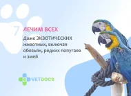 Ветеринарная служба Vetdocs на улице Шумкина Фото 18 на сайте Sokolniki24.ru