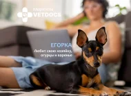 Ветеринарная служба Vetdocs на улице Шумкина Фото 5 на сайте Sokolniki24.ru