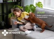 Ветеринарная служба Vetdocs на улице Шумкина Фото 2 на сайте Sokolniki24.ru