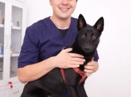 Ветеринарная служба Vetdocs на улице Шумкина Фото 6 на сайте Sokolniki24.ru