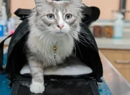 Ветеринарная служба Vetdocs на улице Шумкина Фото 15 на сайте Sokolniki24.ru