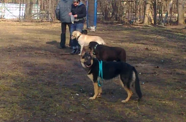 Dogcity Фото 2 на сайте Sokolniki24.ru